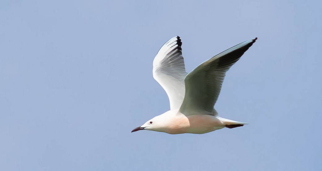 Slender-billed Gull - ML646393056