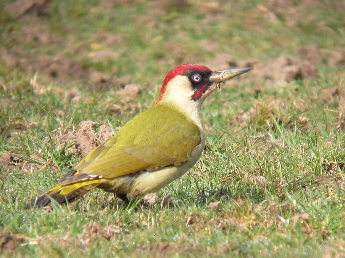 Eurasian Green Woodpecker - ML646393057