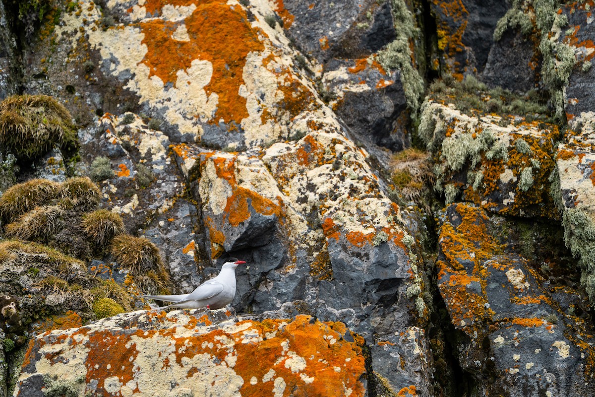 Antarctic Tern - ML646393058