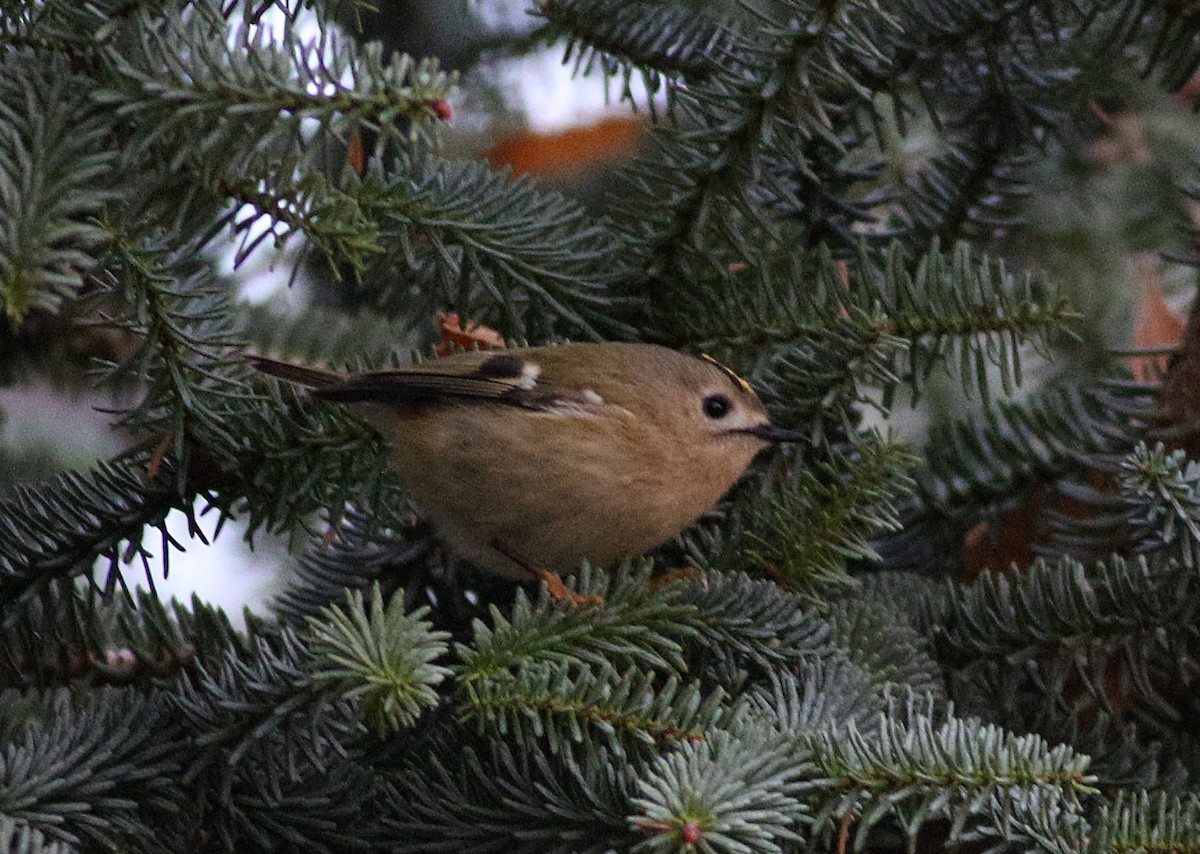 Goldcrest - ML646393059