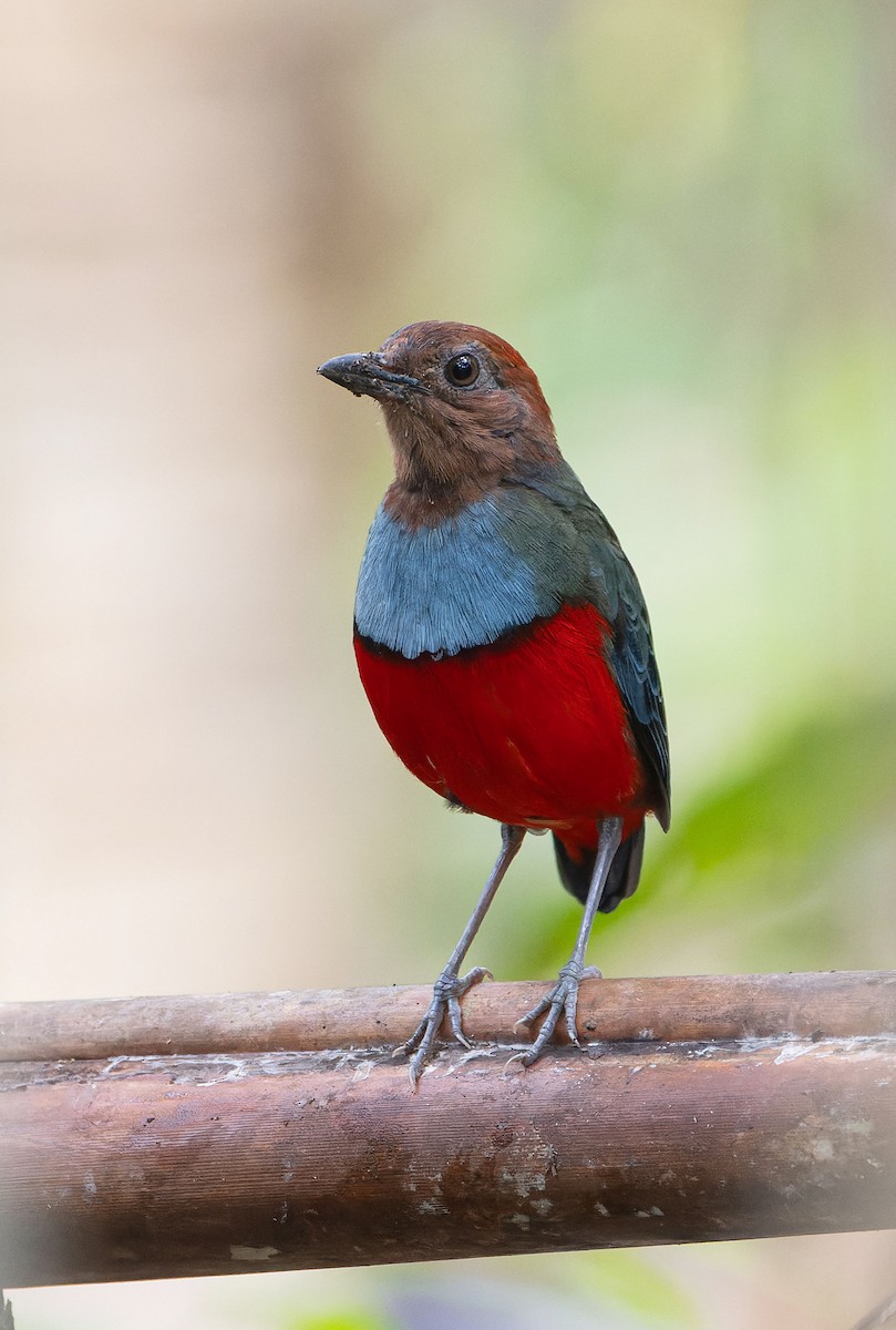 North Moluccan Pitta - ML646393061