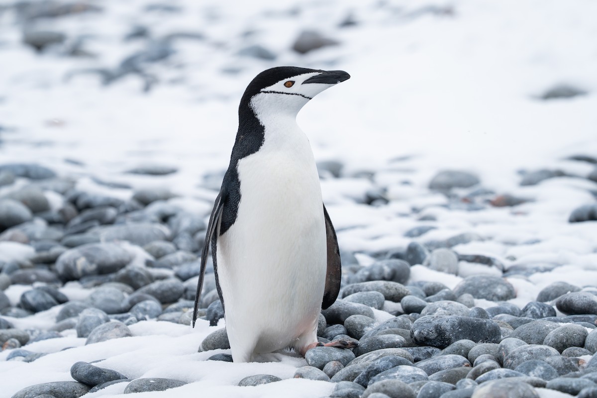 Chinstrap Penguin - ML646393069