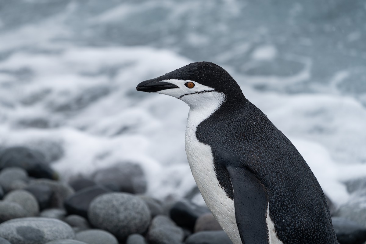 Chinstrap Penguin - ML646393070