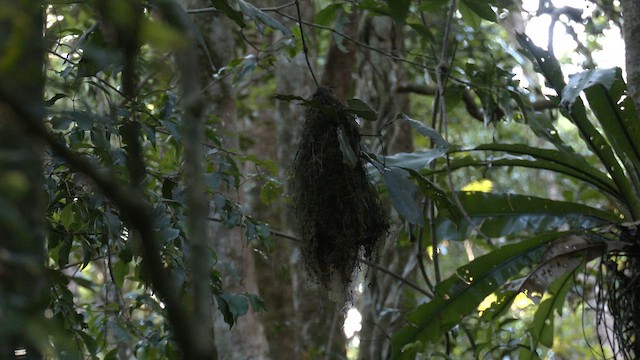 Yellow-throated Scrubwren - ML646393071