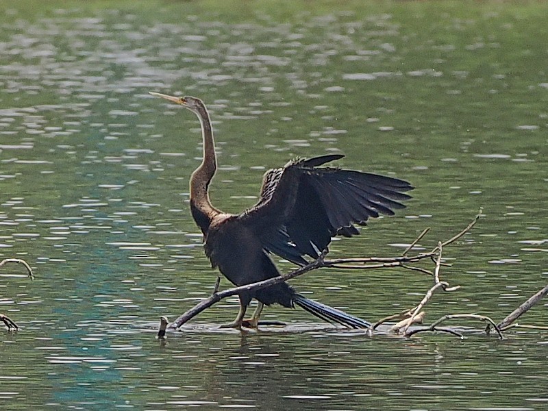 Oriental Darter - ML646393072