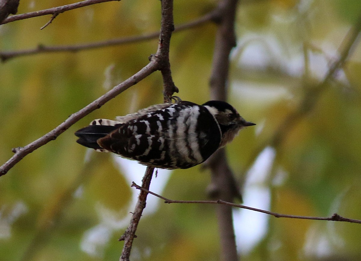 Lesser Spotted Woodpecker - ML646393073