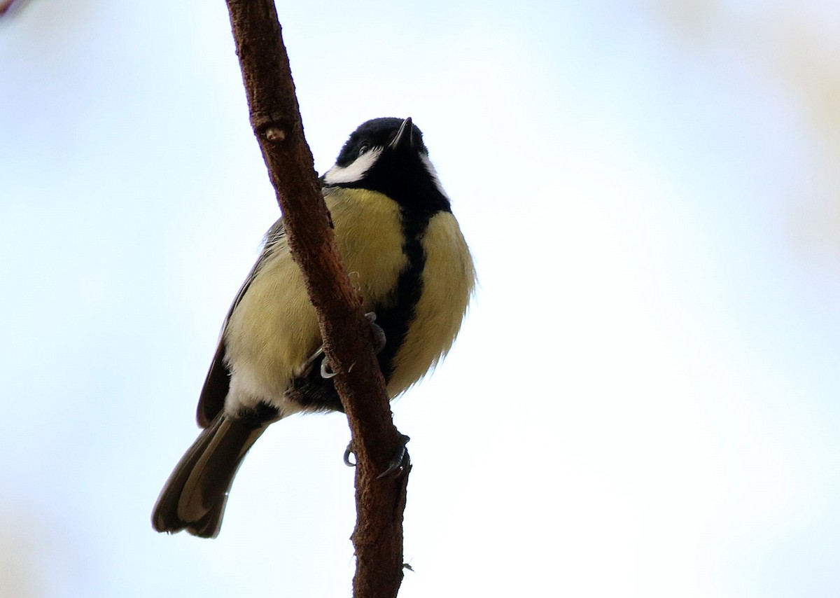 Great Tit - ML646393076