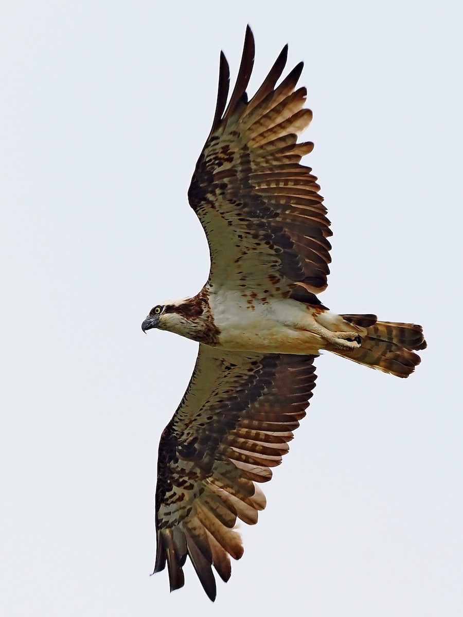 Osprey - ML646393077