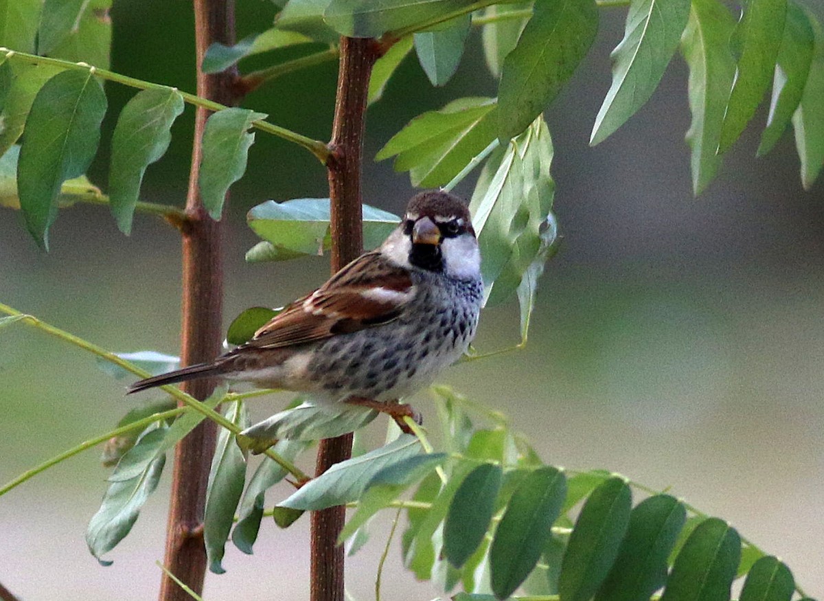 Spanish Sparrow - ML646393079