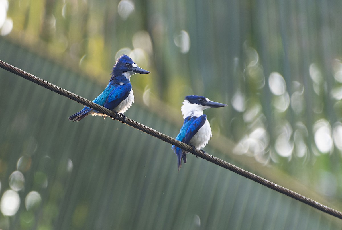 Blue-and-white Kingfisher - ML646393080