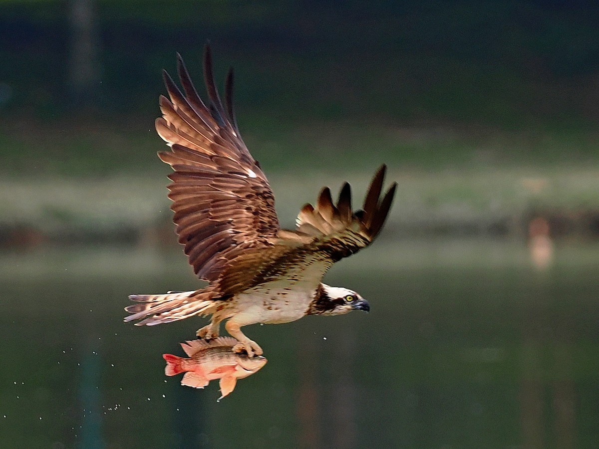 魚鷹 - ML646393081