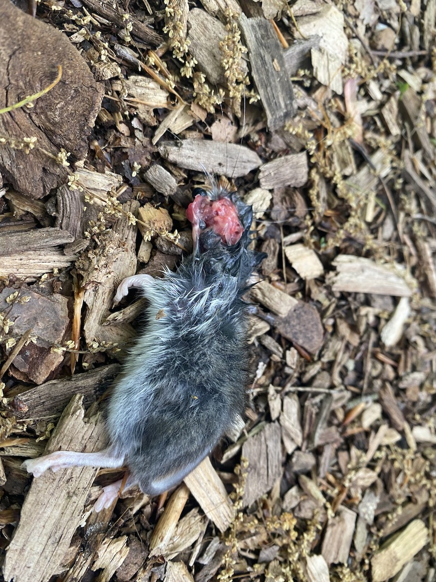 North American Deer Mice - ML646393083