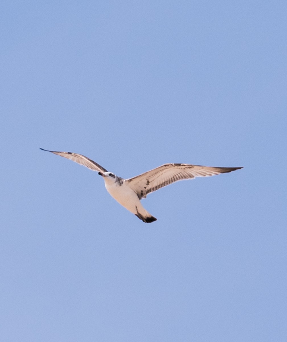 Lesser Black-backed Gull - ML646393085