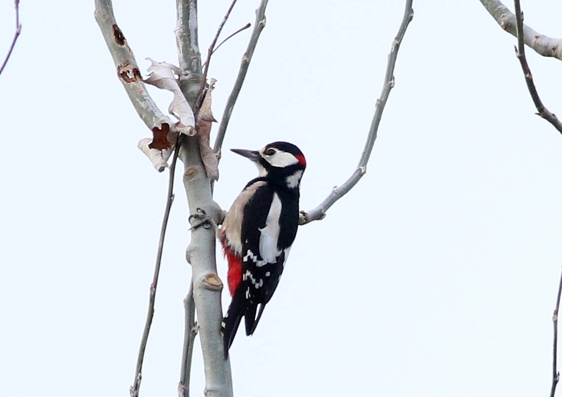 Great Spotted Woodpecker - ML646393089
