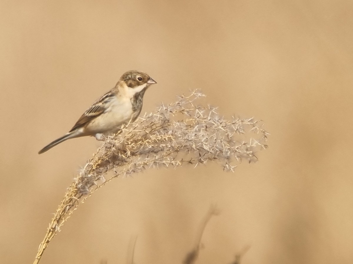 Escribano de Pallas - ML646393090