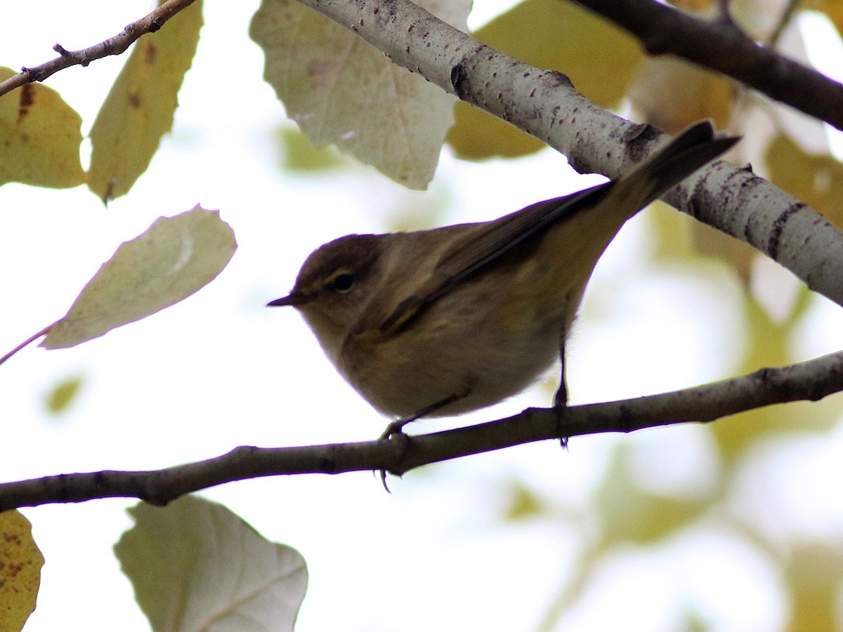 Common Chiffchaff - ML646393092
