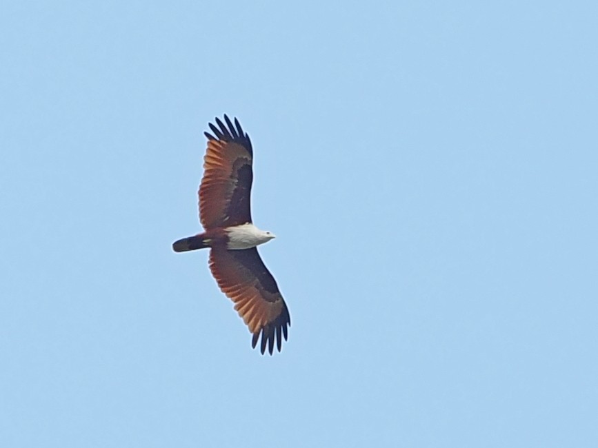 栗鳶 - ML646393093