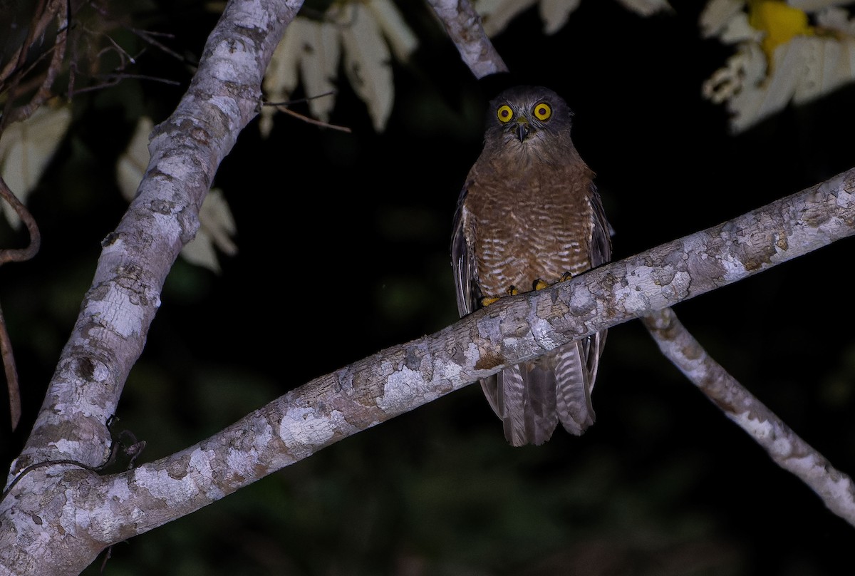 Halmahera Boobook - ML646393095