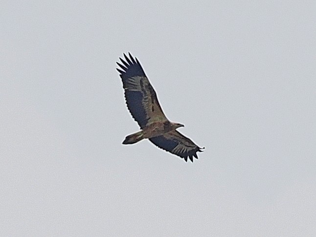 白腹海鵰 - ML646393098