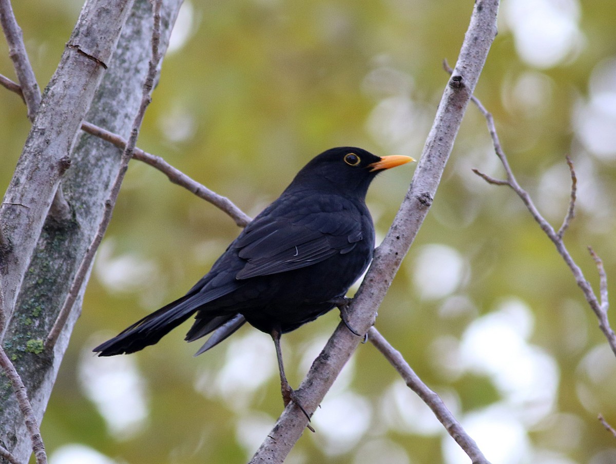 Eurasian Blackbird - ML646393099