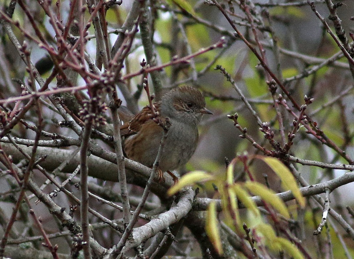Dunnock - ML646393100