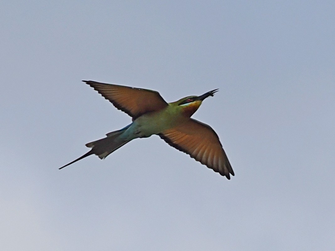 栗喉蜂虎 - ML646393103