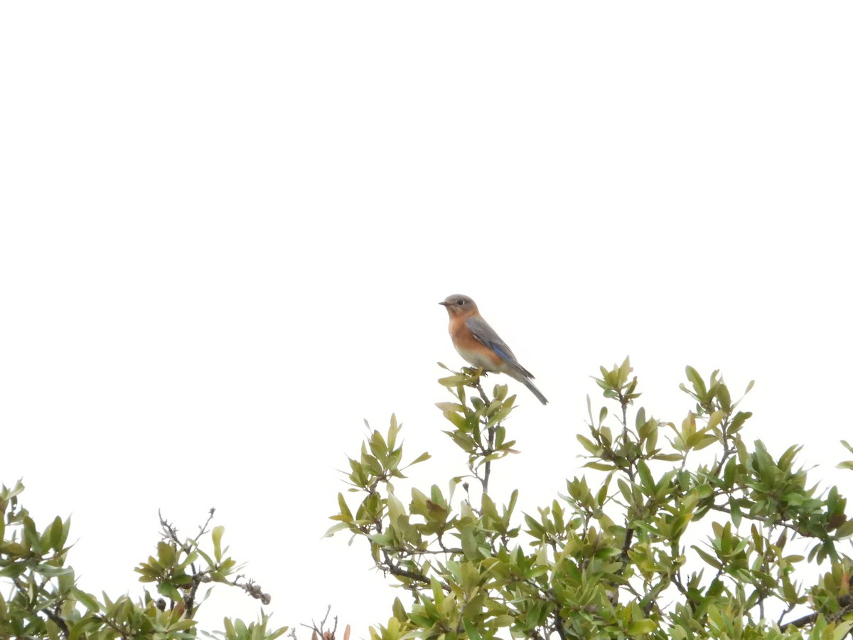 Eastern Bluebird - ML646393104