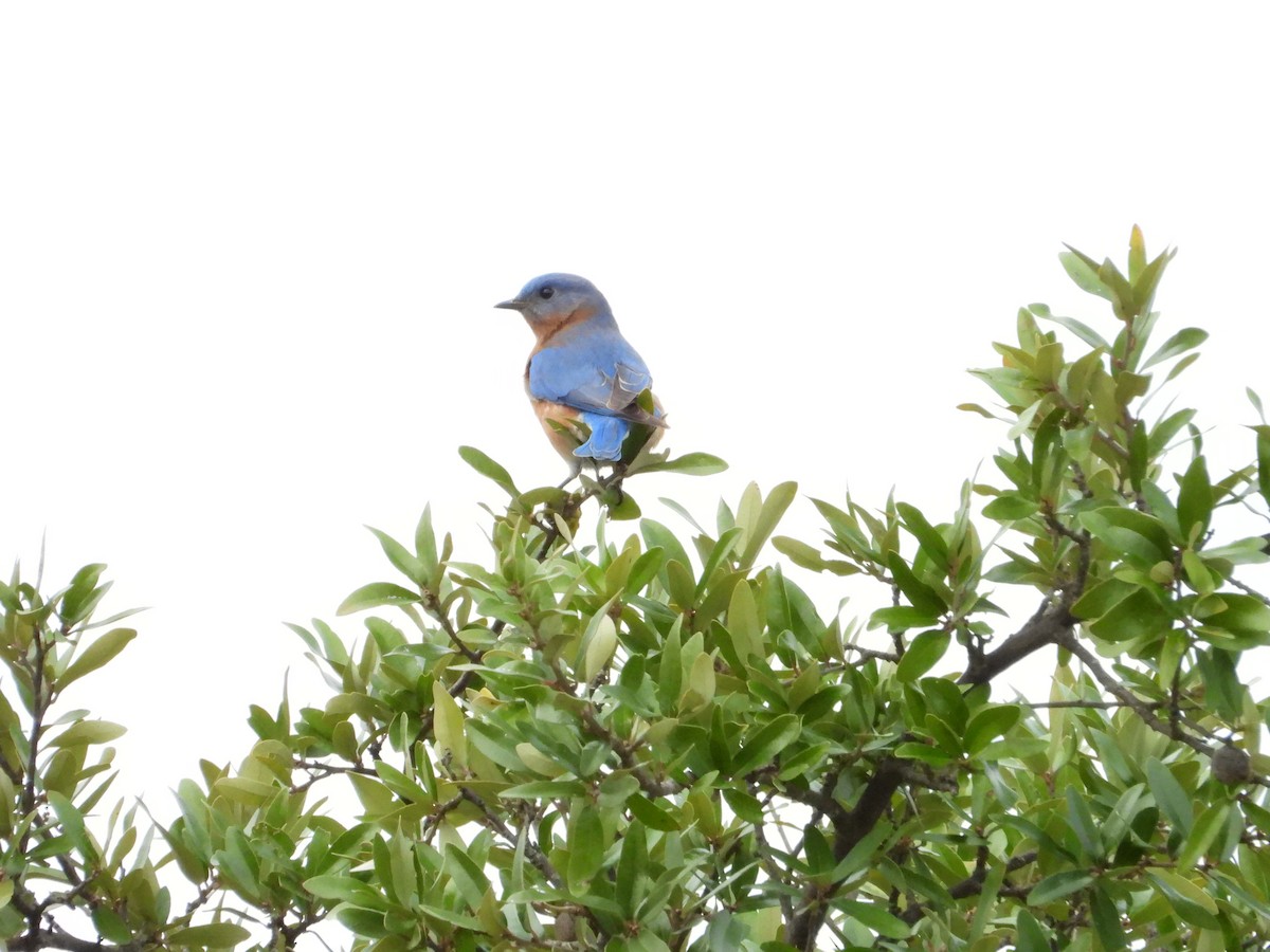 Eastern Bluebird - ML646393105