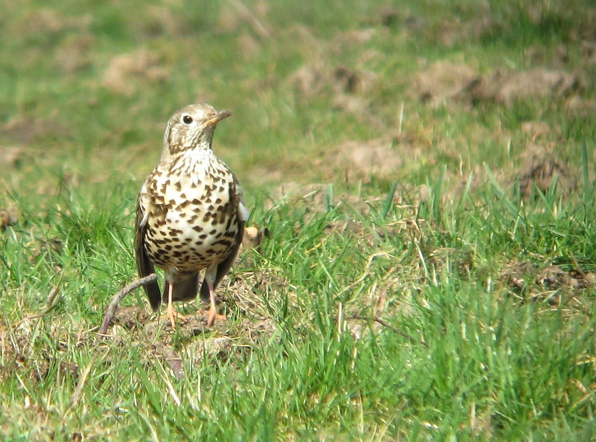 drozd brávník - ML646393107