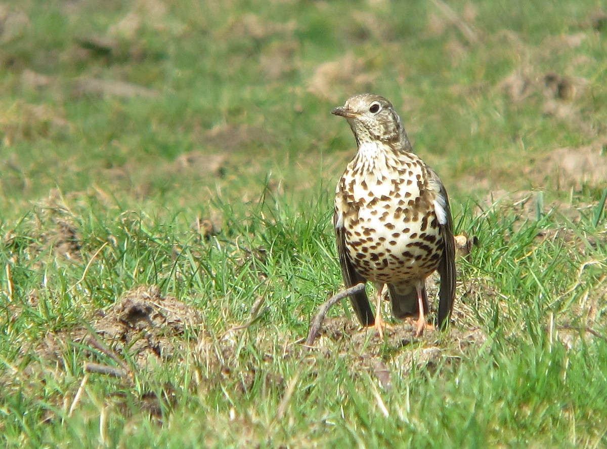 drozd brávník - ML646393108