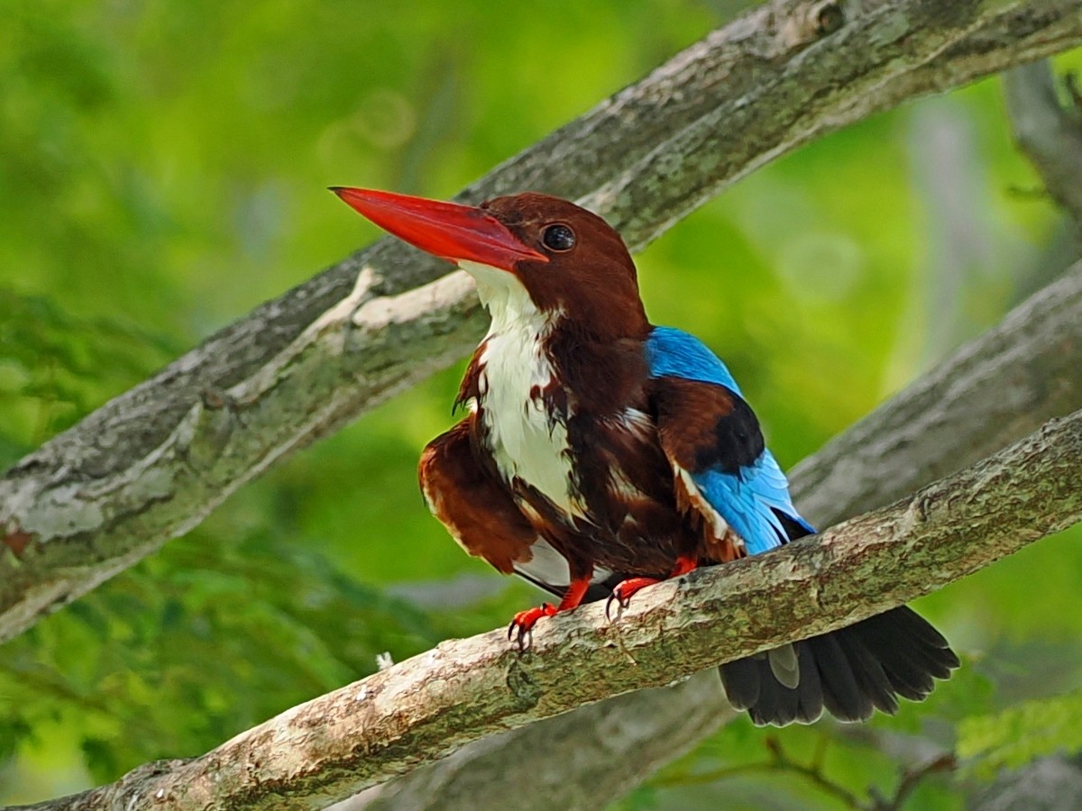 蒼翡翠 - ML646393110