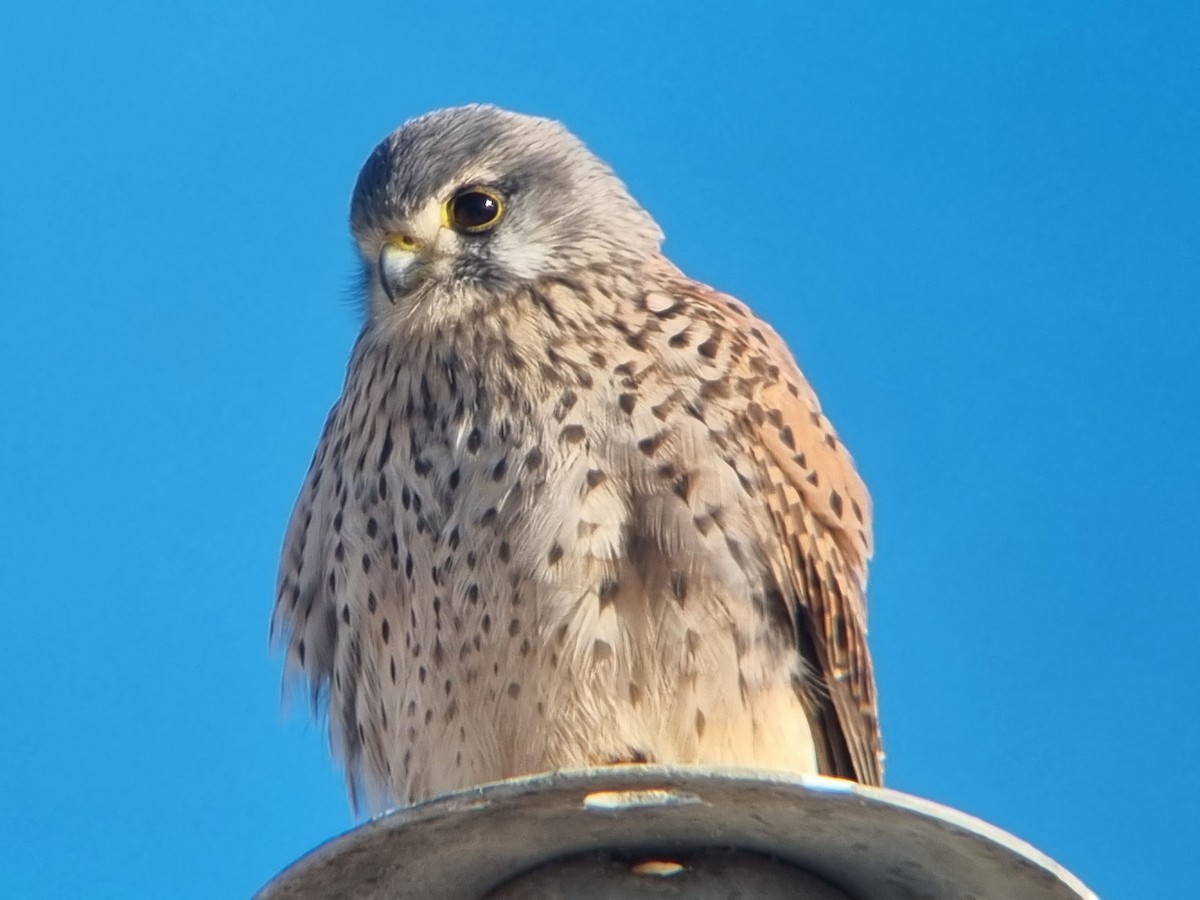 Cernícalo Vulgar - ML646393112