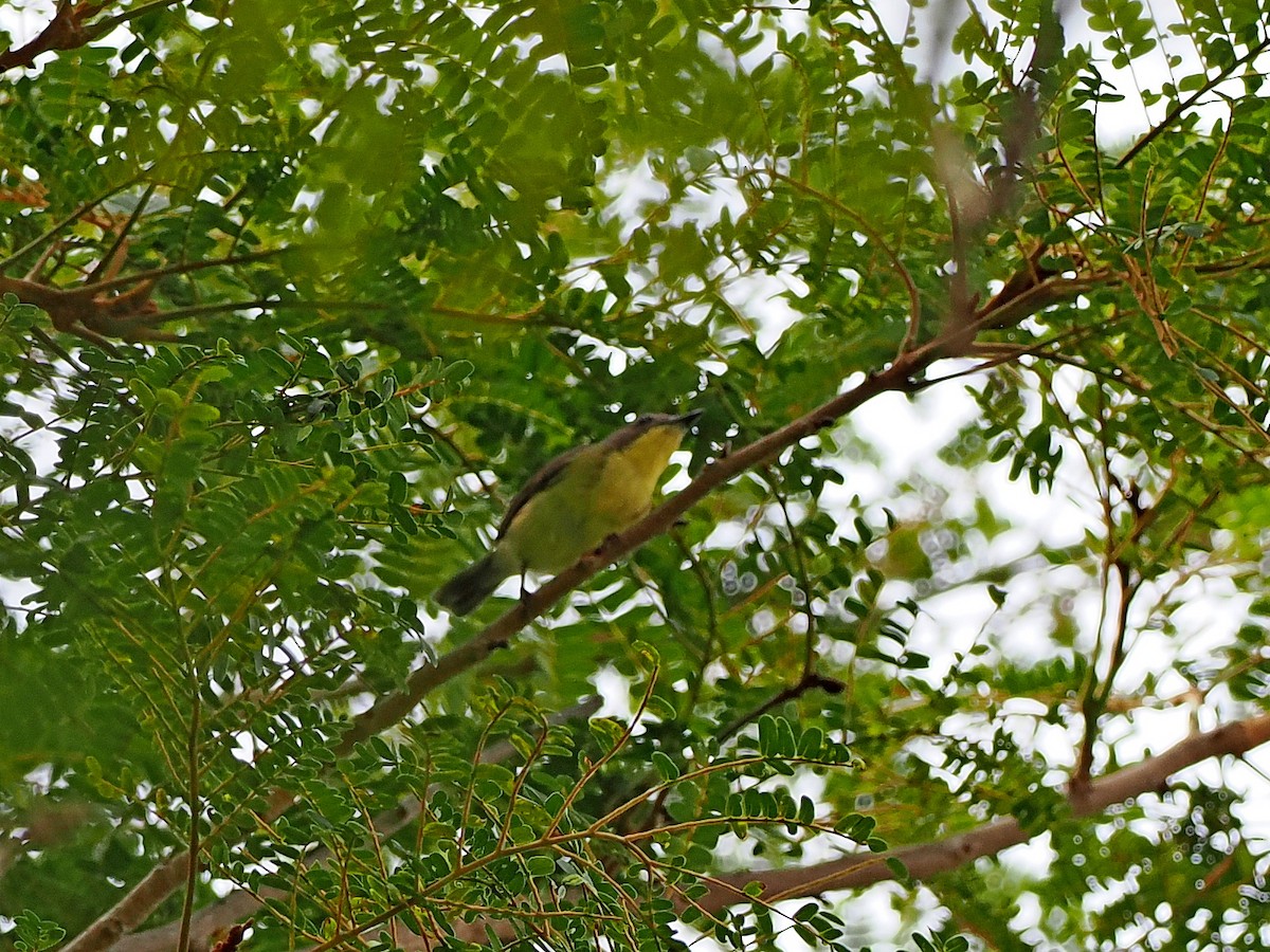 Golden-bellied Gerygone - ML646393120