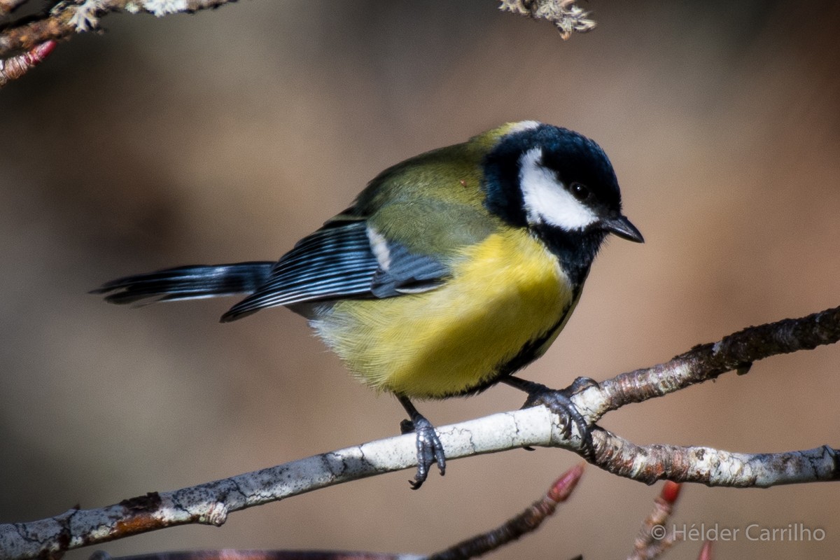 Great Tit - ML646393121