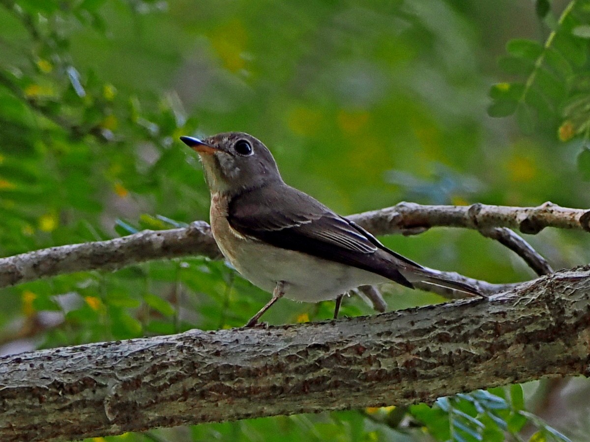 寬嘴鶲 - ML646393122