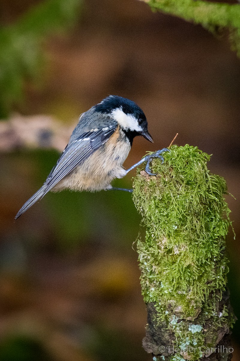 煤山雀 - ML646393123