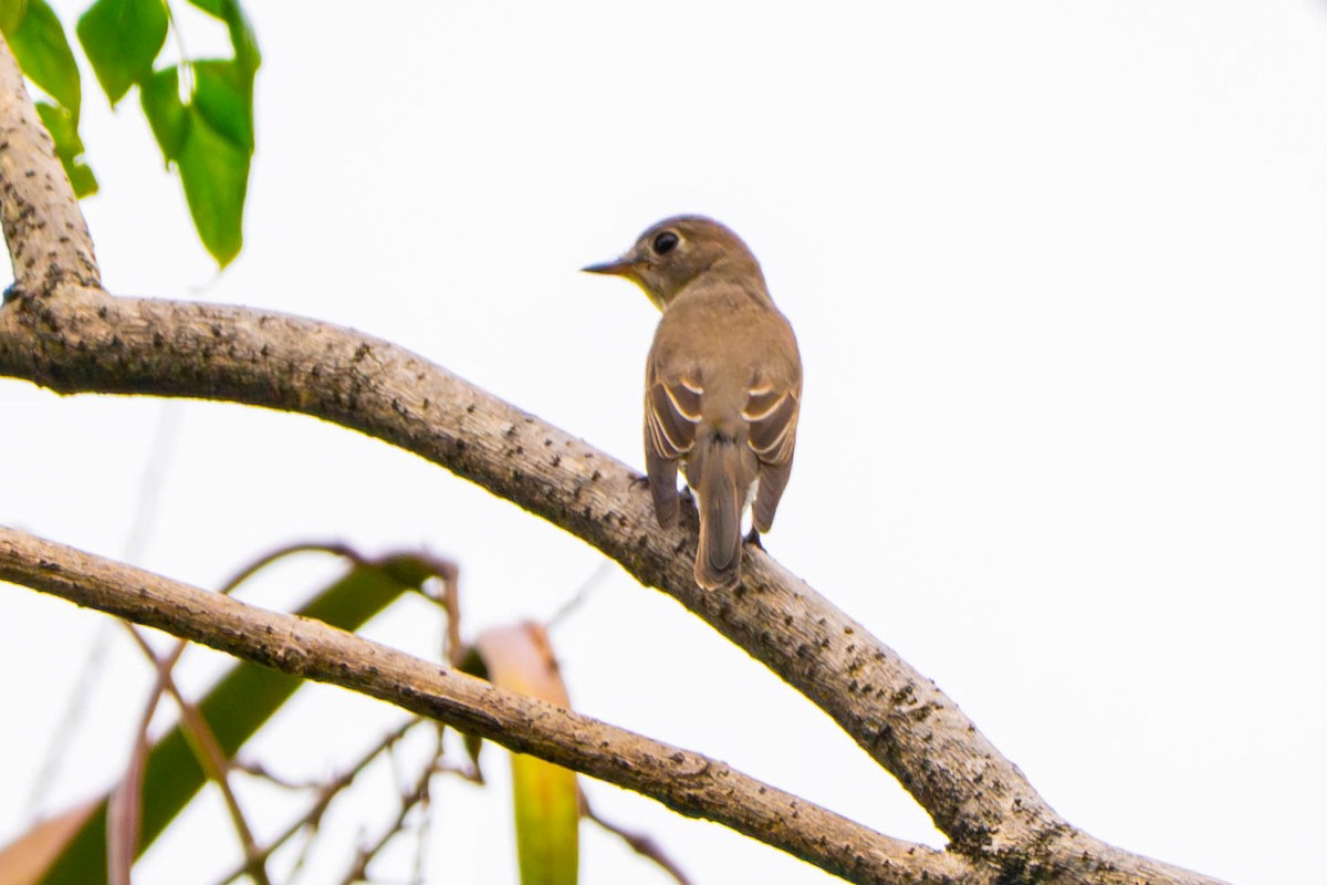 Asian Brown Flycatcher - ML646393131