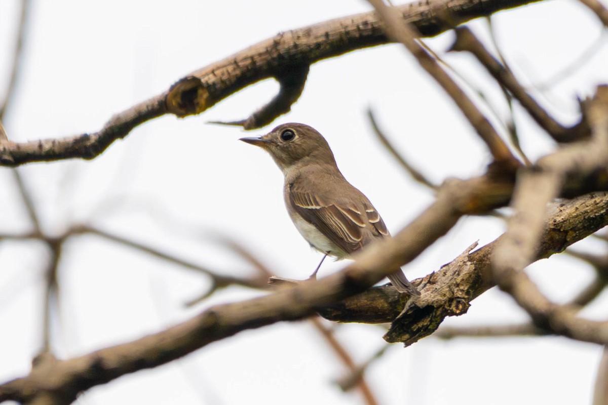 Asian Brown Flycatcher - ML646393132
