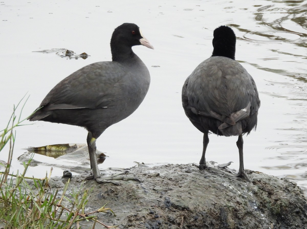 Eurasian Coot - ML646393135