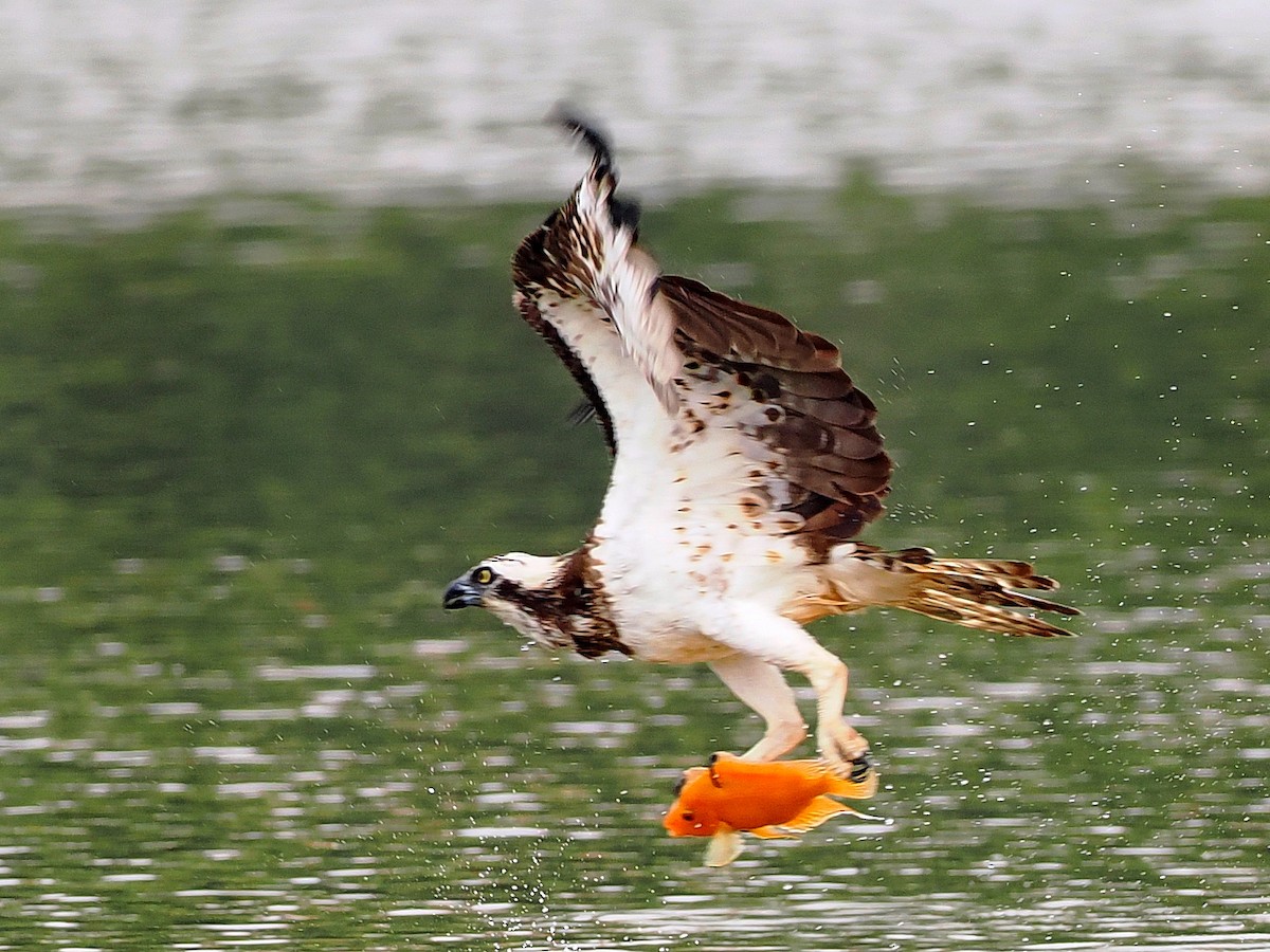 魚鷹 - ML646393136