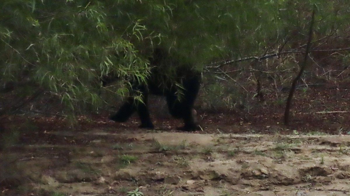 Animals - ML646393145