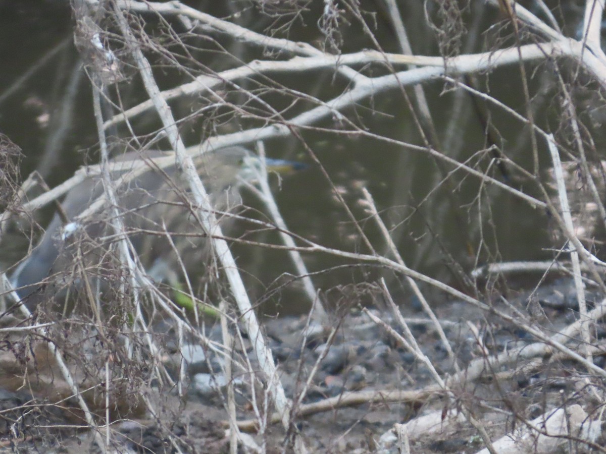 Garcilla India - ML646393146