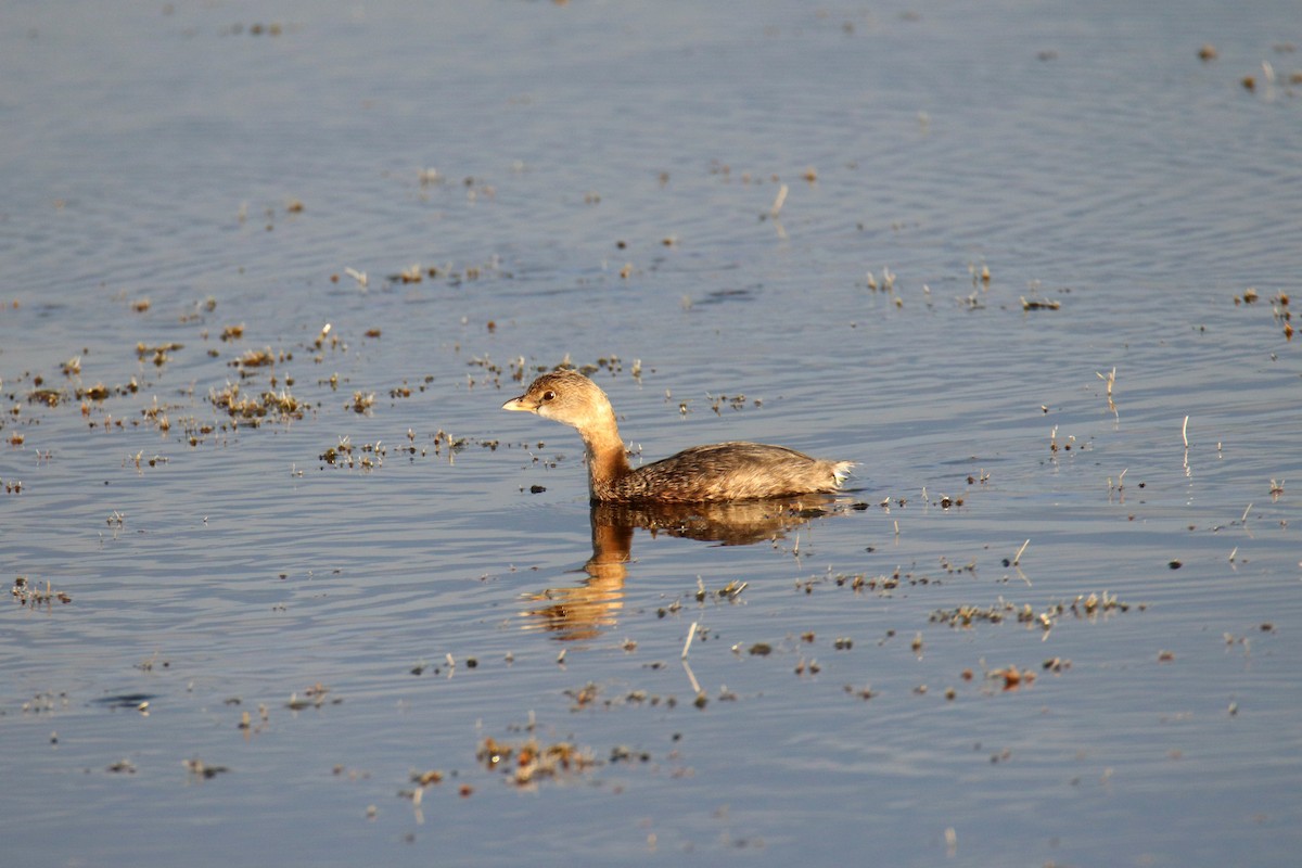 Pied-billed Grebe - ML646393149
