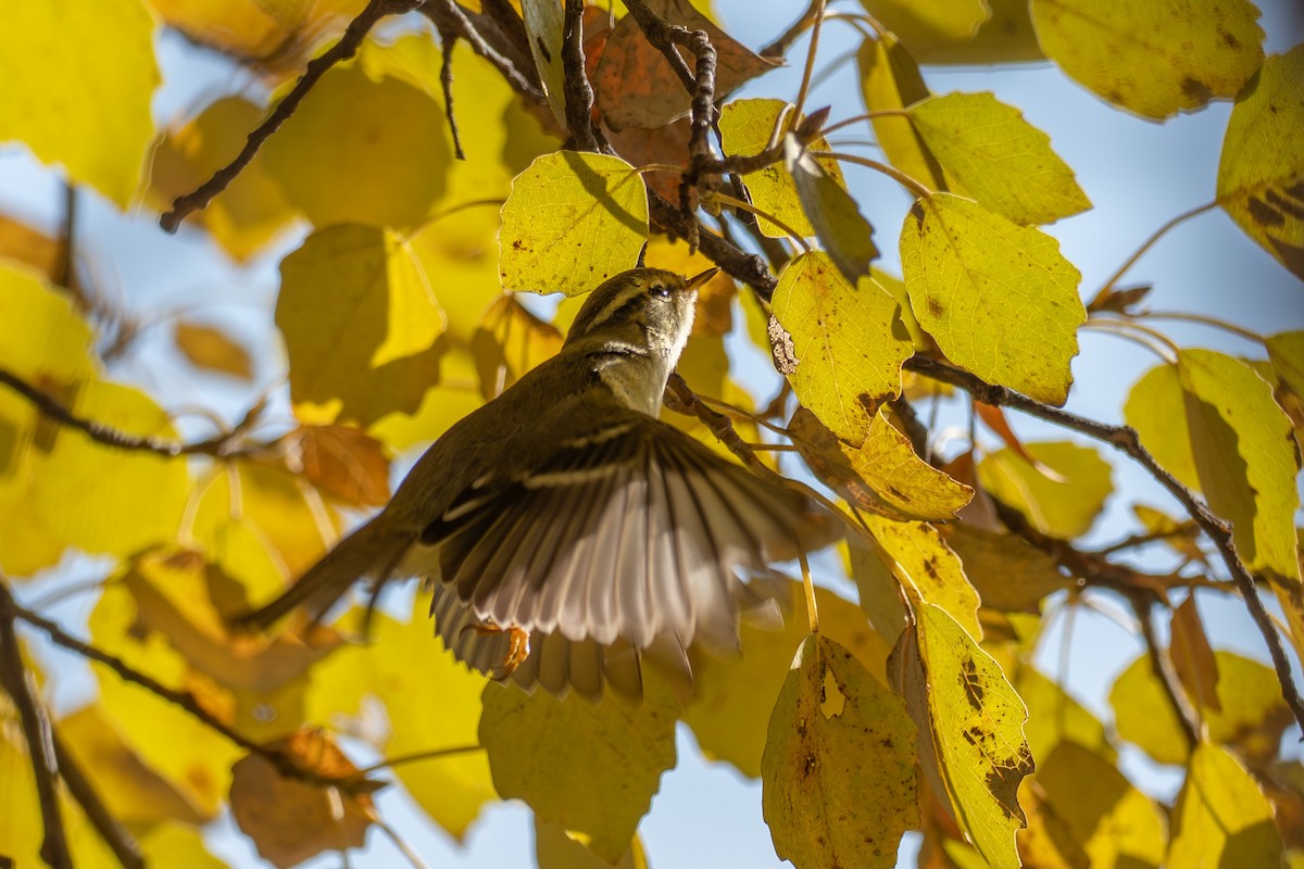 Yellow-browed Warbler - ML646393151