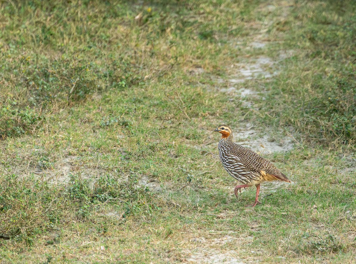Swamp Francolin - ML646393153