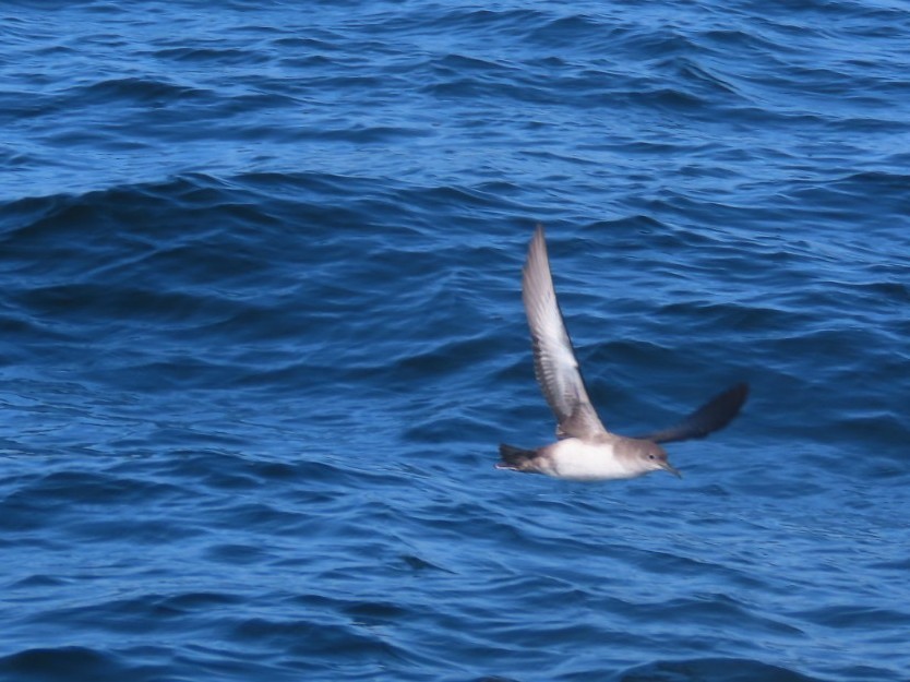 Balearic Shearwater - ML646393154