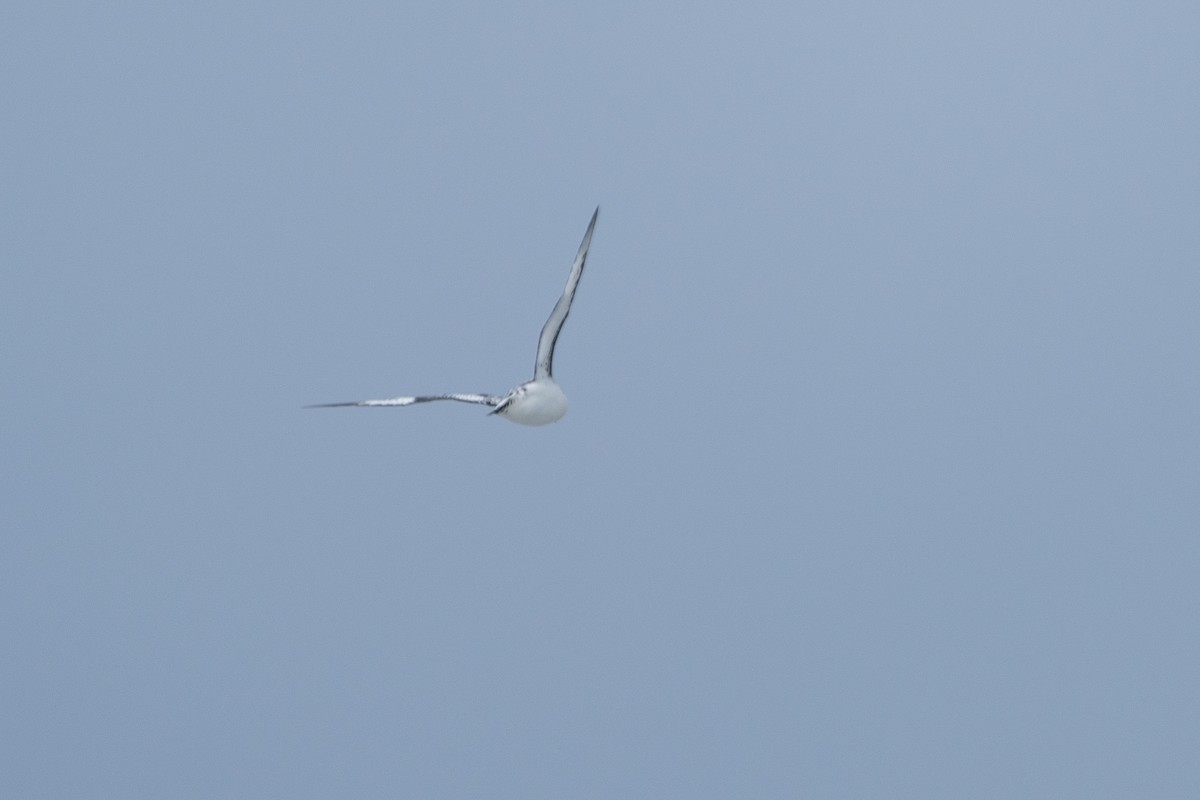 Pintado Petrel - ML646393156