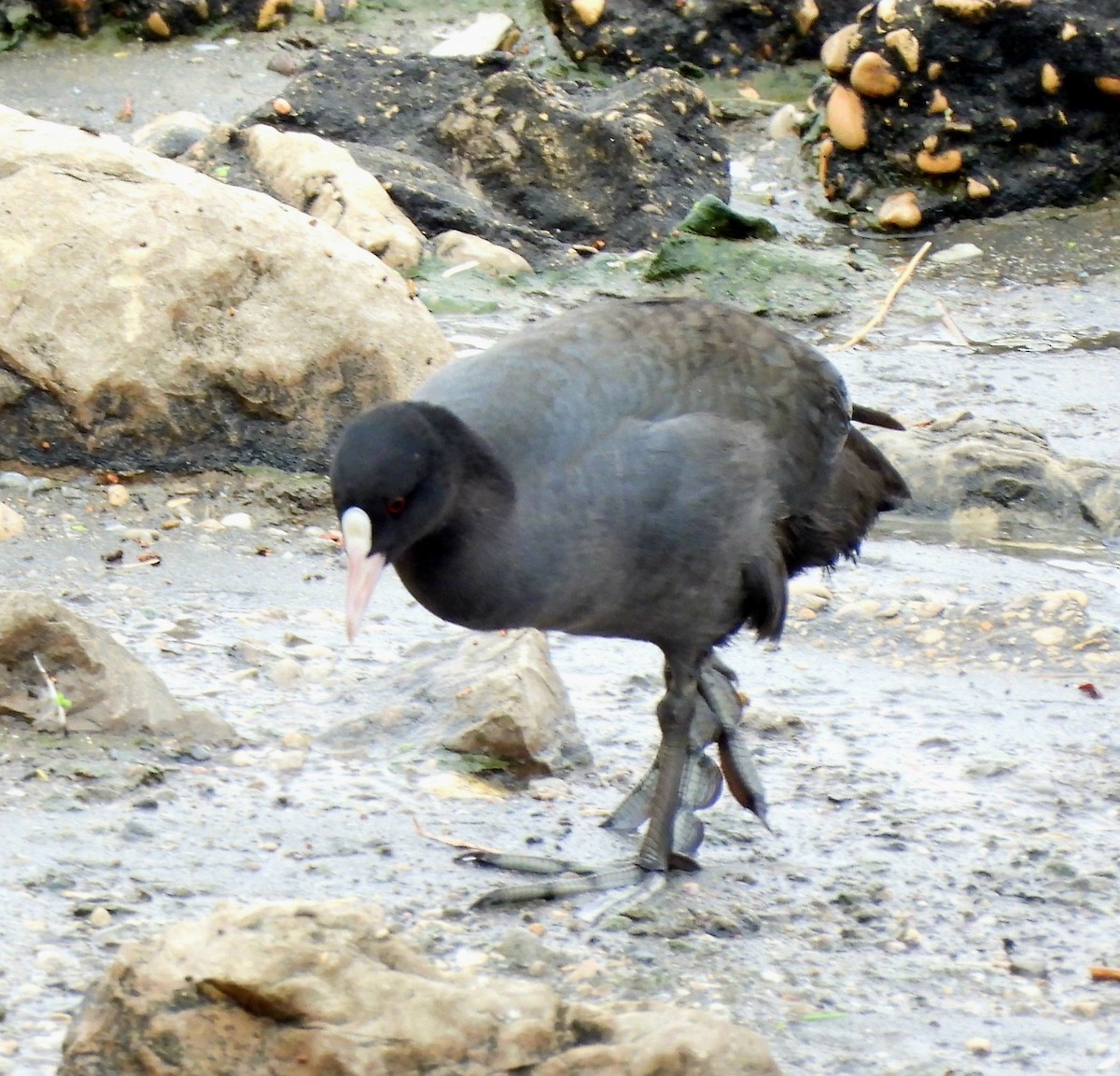 Eurasian Coot - ML646393158