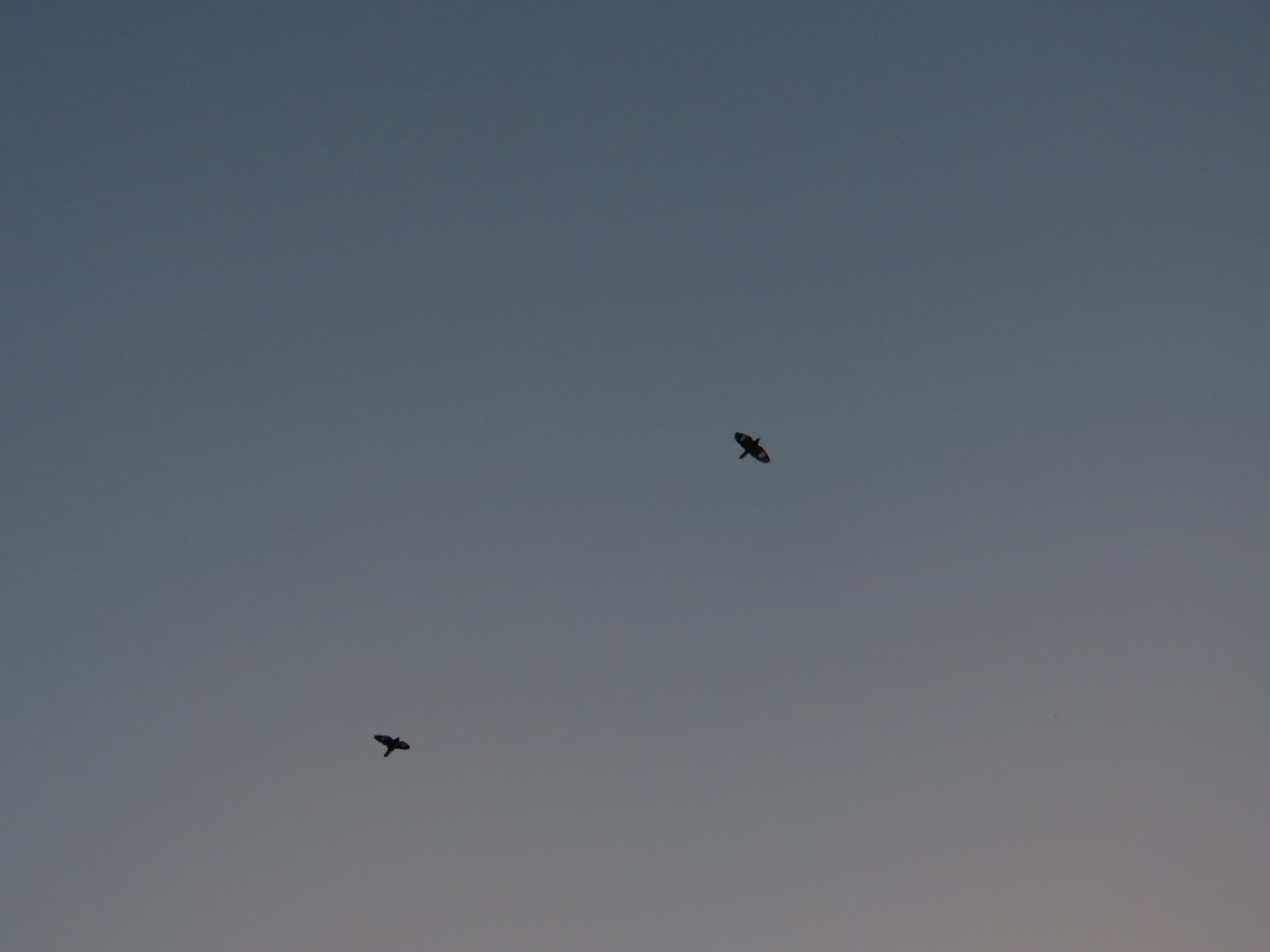 Rosy Starling - ML646393159