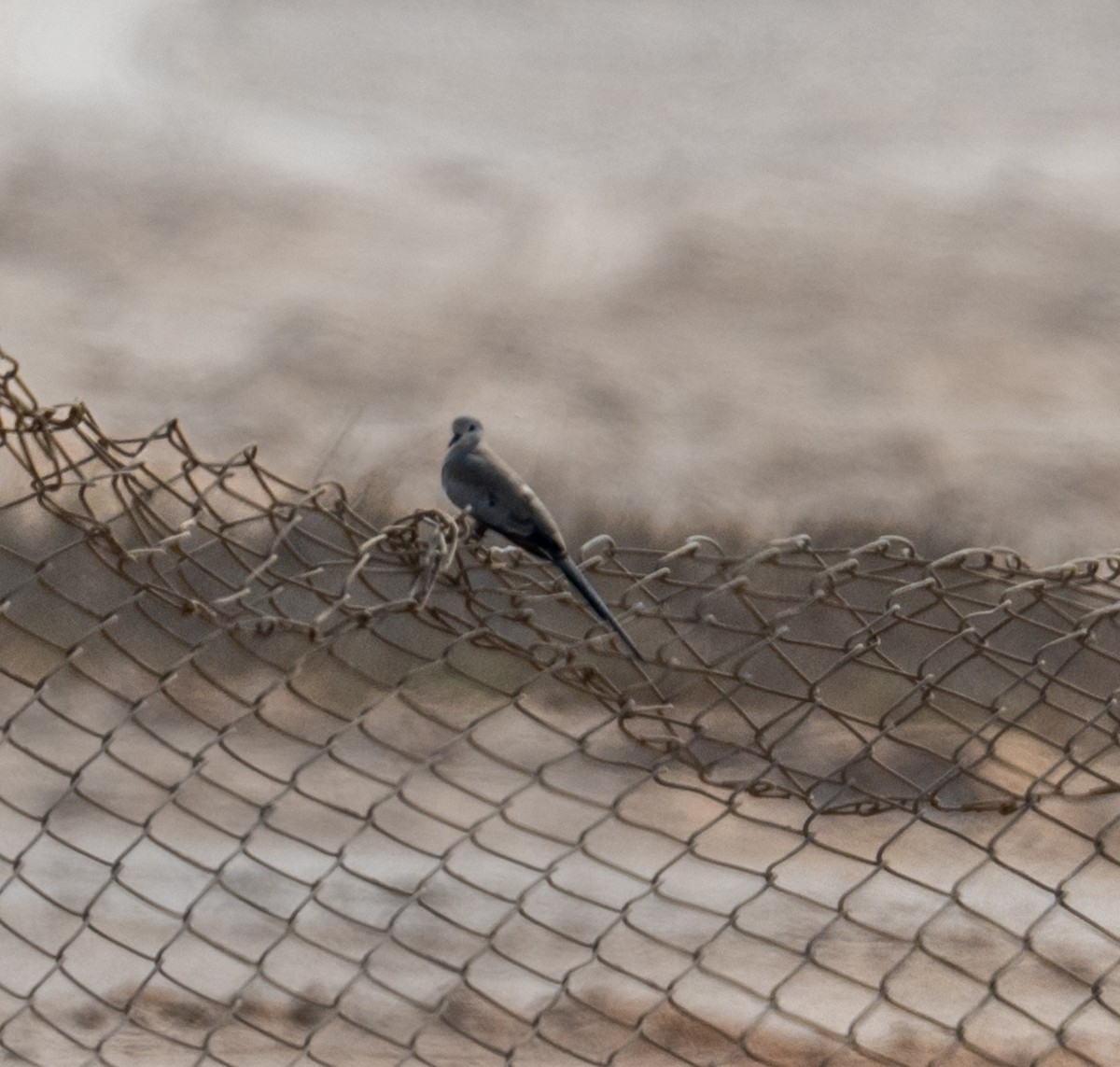 Namaqua Dove - ML646393163